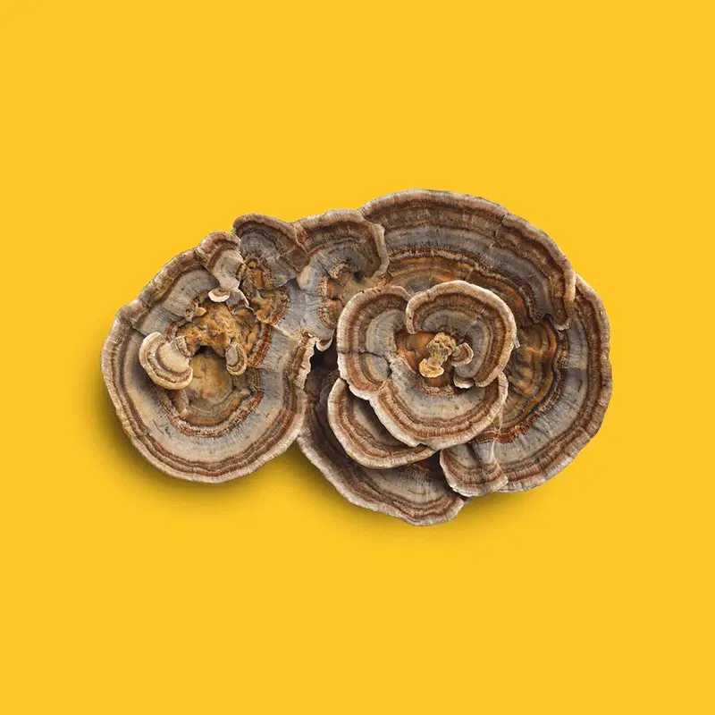 Turkey tail mushroom on a yellow background