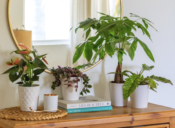 BloomsyBox potted plants on a side table